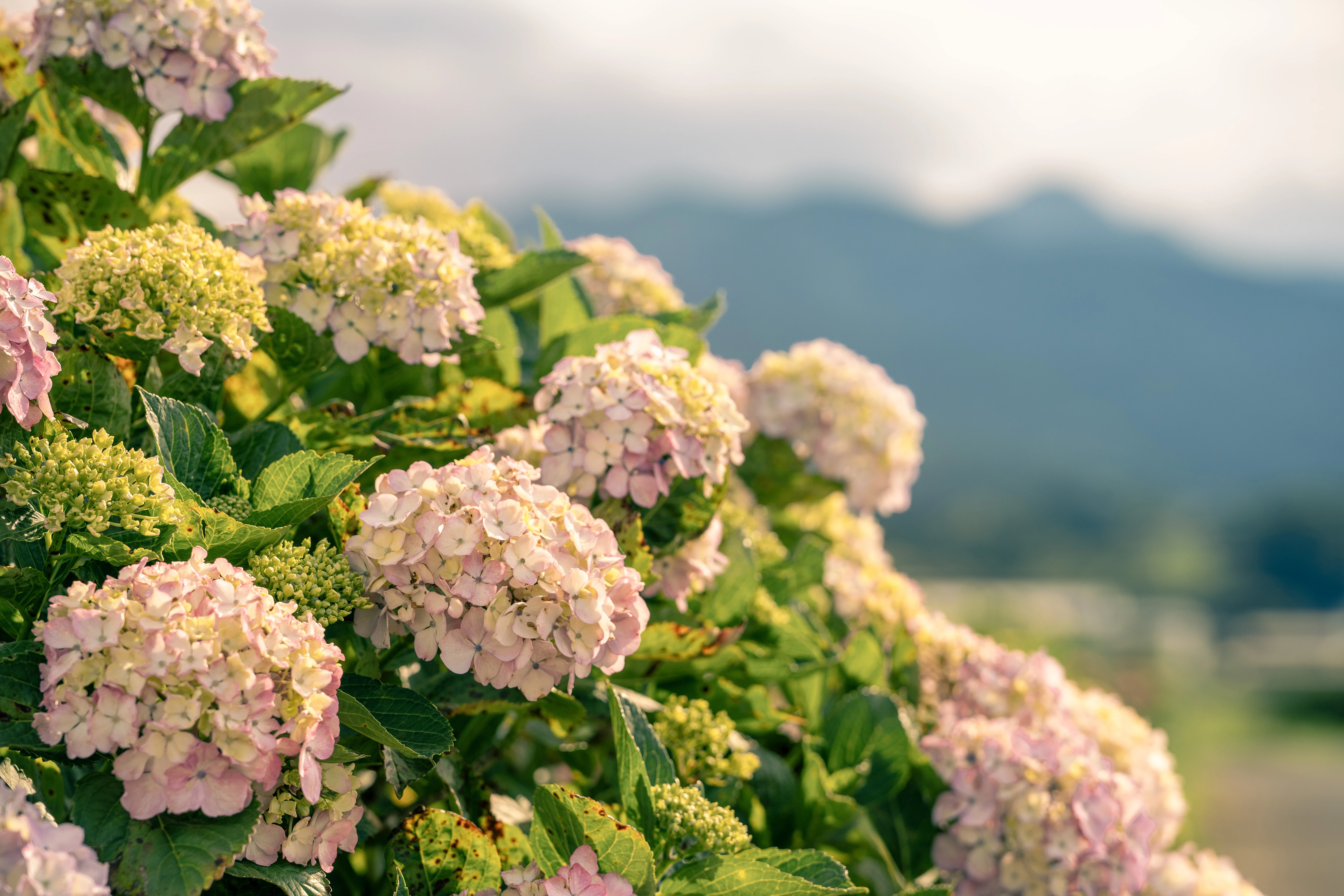 Hydrangeas in a Tranquil Countryside Setting